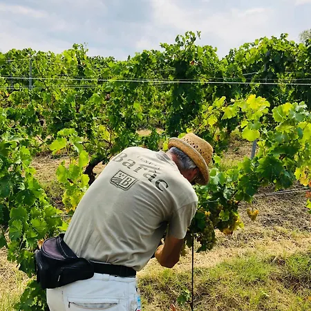 Tenuta Barac Lantställe Alba (Piedmont)